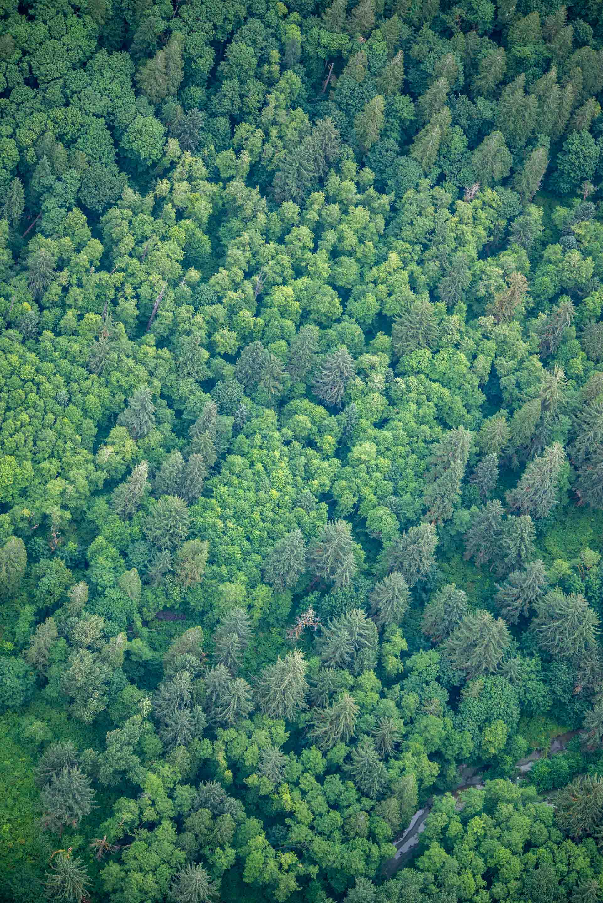 Wilderness International